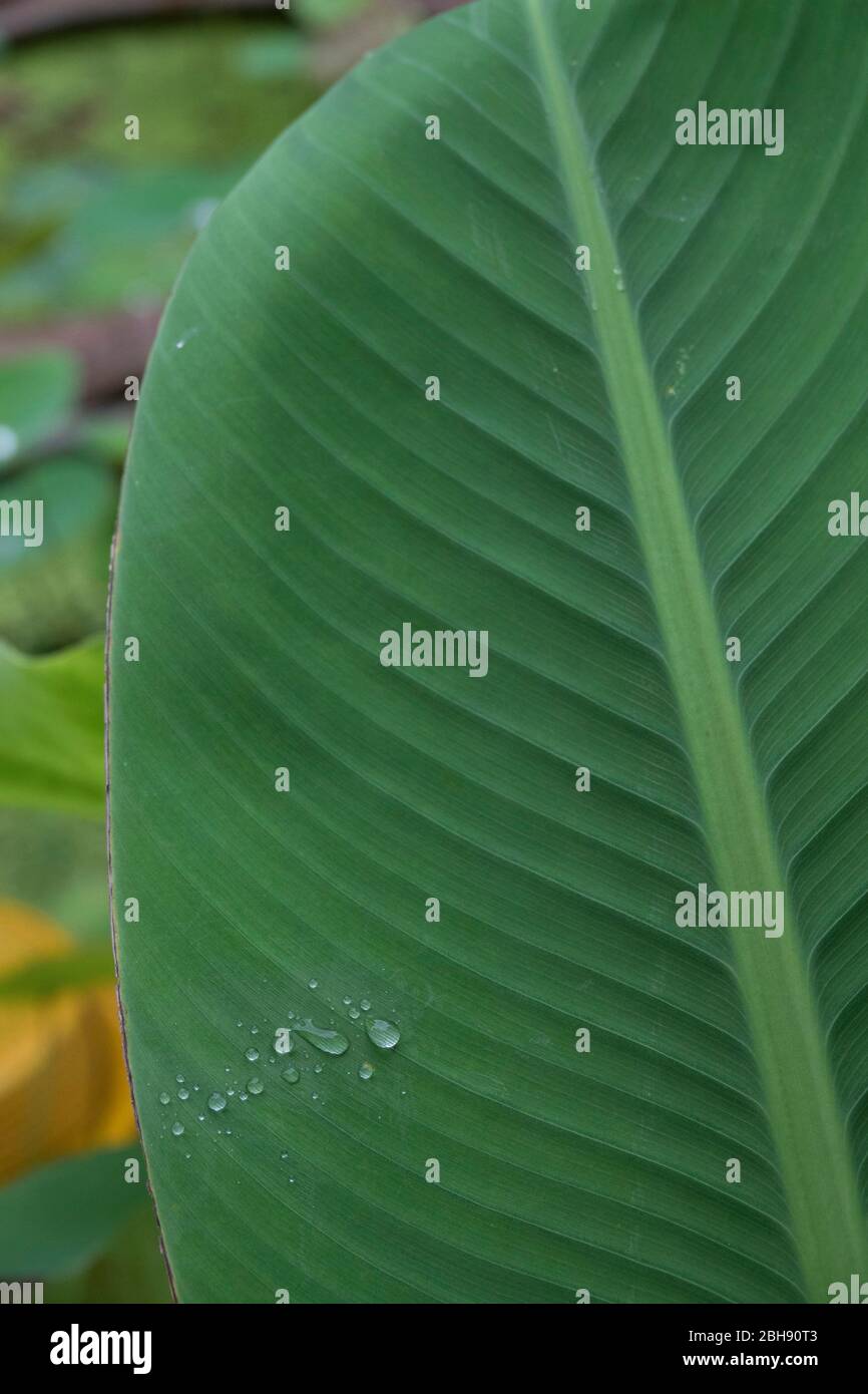Tropische Pflanze mit Wassertropfen auf dem Blatt Stockfoto