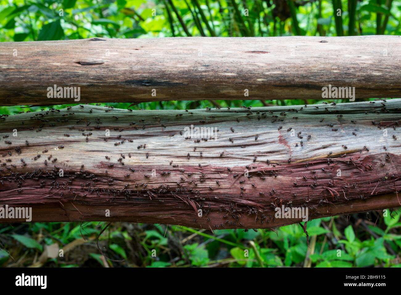 Doi Inthanon National Park - Ameisenweg Stockfoto