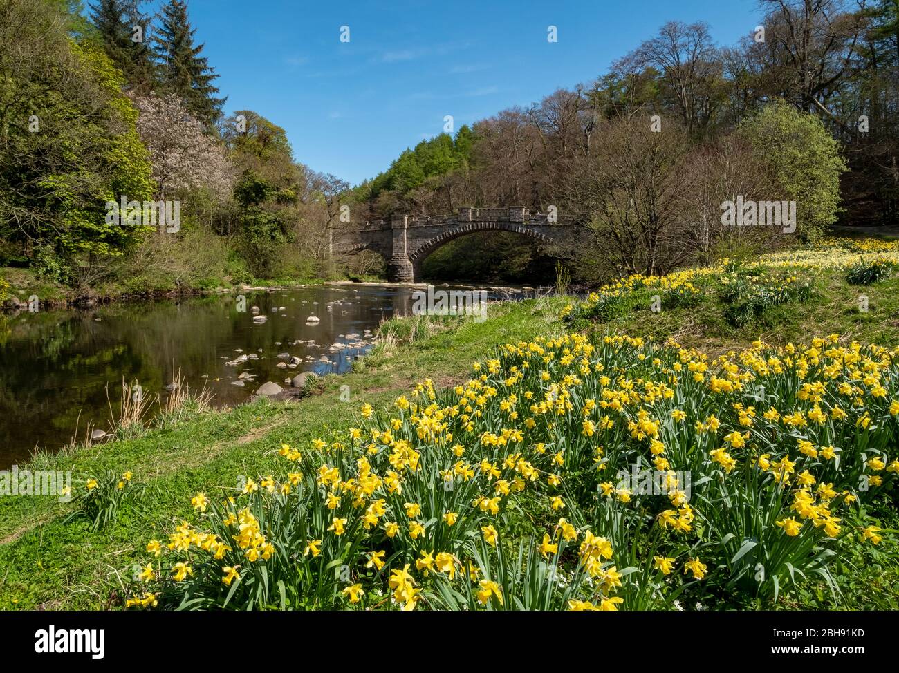 Narzissen (Narcissus) am Ufer des Flusses Almond und Naismith Bridge Beyond, Almondell Country Park, West Lothian, Schottland. Stockfoto