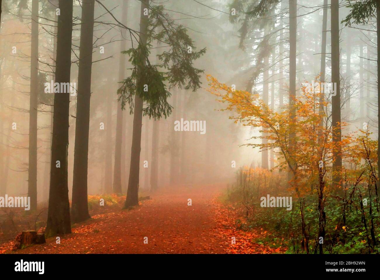 Herbstwald bei Mettlach-Orscholz, Saarland, Deutschland Stockfoto