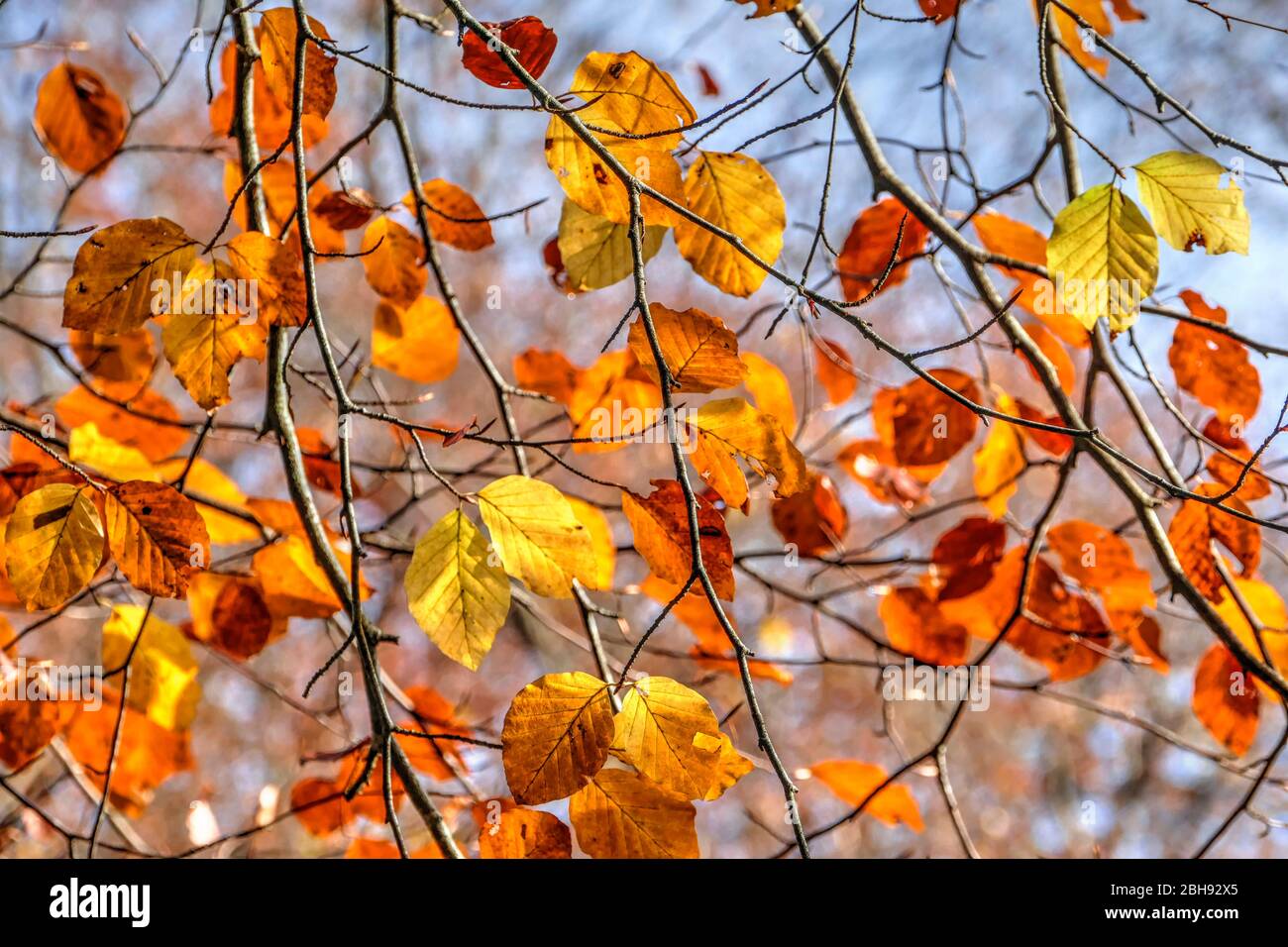 Herbstlaub in Mettlach-Orscholz, Saarland, Deutschland Stockfoto