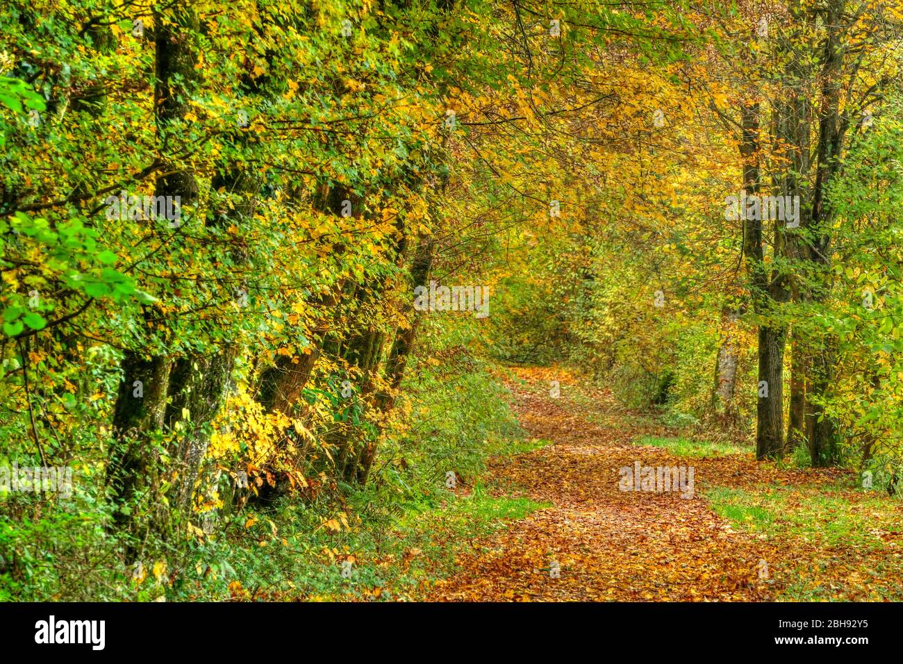 Herbstwald bei Mettlach-Orscholz, Saarland, Deutschland Stockfoto