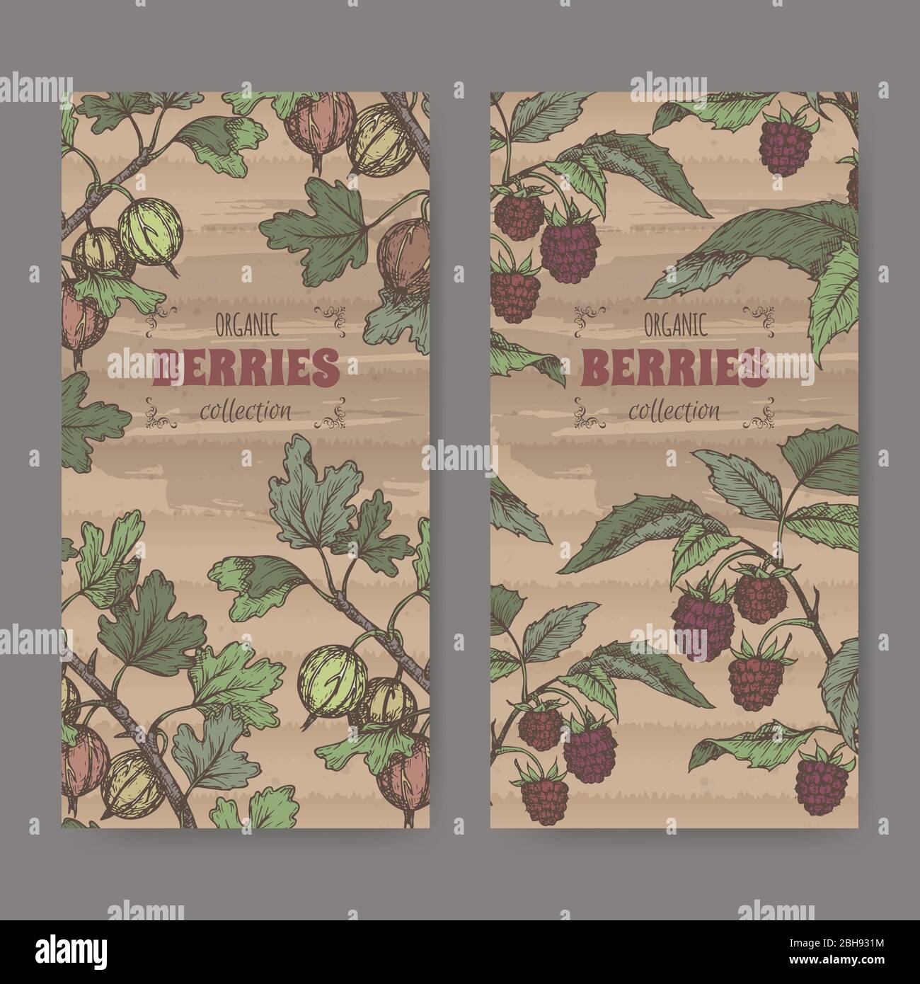 Set aus zwei Farbablegeböden mit roter Himbeere aka Rubus idaeus und Gooseberry aka Ribes uva-crispa Skizze. Stock Vektor