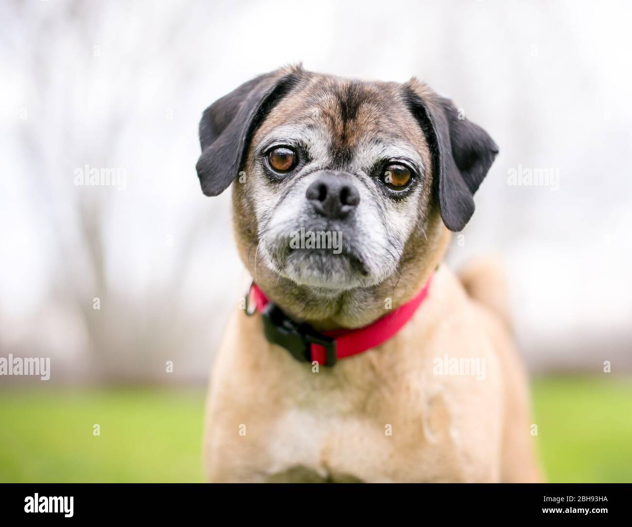 Ein Pug x Beagle Mischlingshund, auch bekannt als 'Puggle', trägt einen roten Kragen Stockfoto