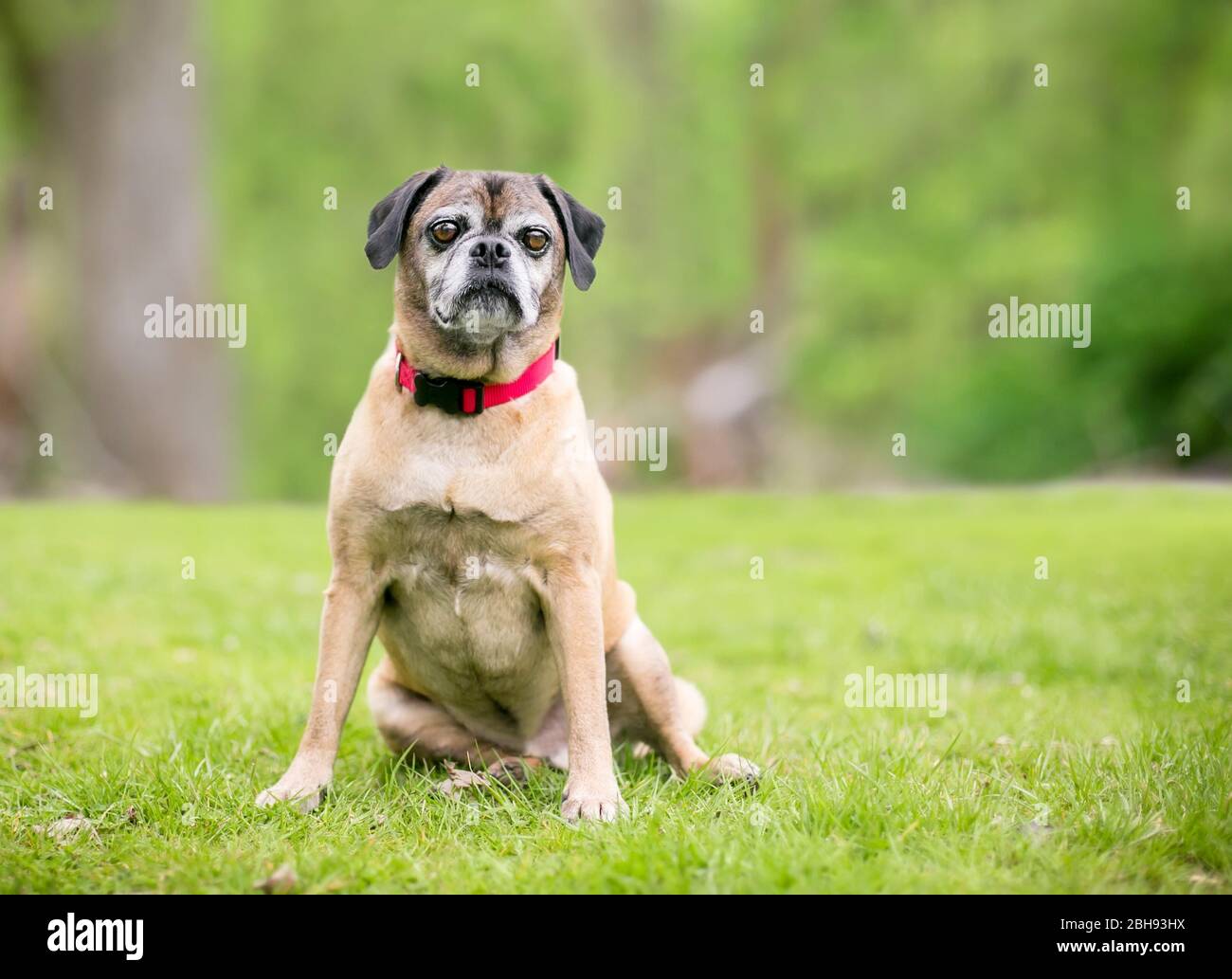 Ein Pug x Beagle Mischlingshund, auch bekannt als 'Puggle', trägt einen roten Kragen im Freien Stockfoto