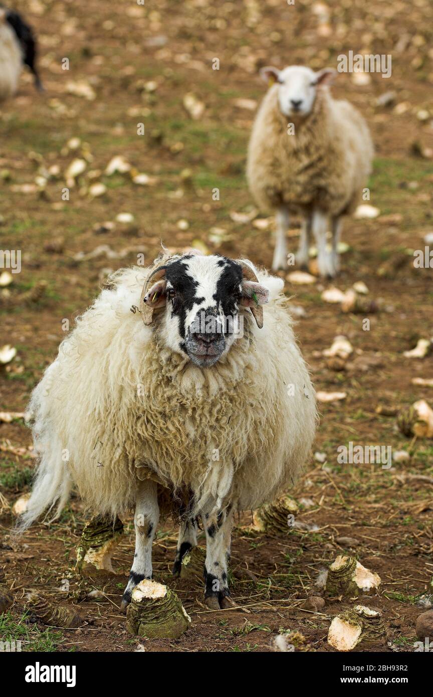 Mastlämmer auf einem Feld von Stoppelrüben und Kriechfutter, um sie marktreif zu mästen. Cumbria, Großbritannien. Stockfoto