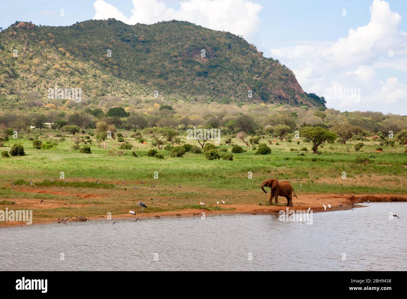 Ein Elefant am Wasserloch jagt die Vögel Stockfoto