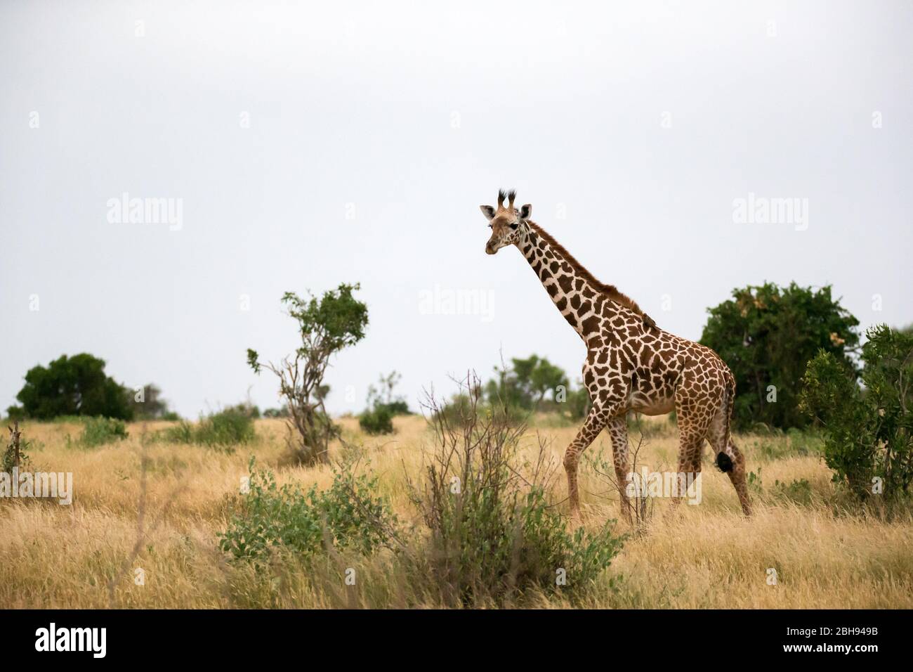 Savannenbusch -Fotos Und -Bildmaterial In Hoher Auflösung – Alamy