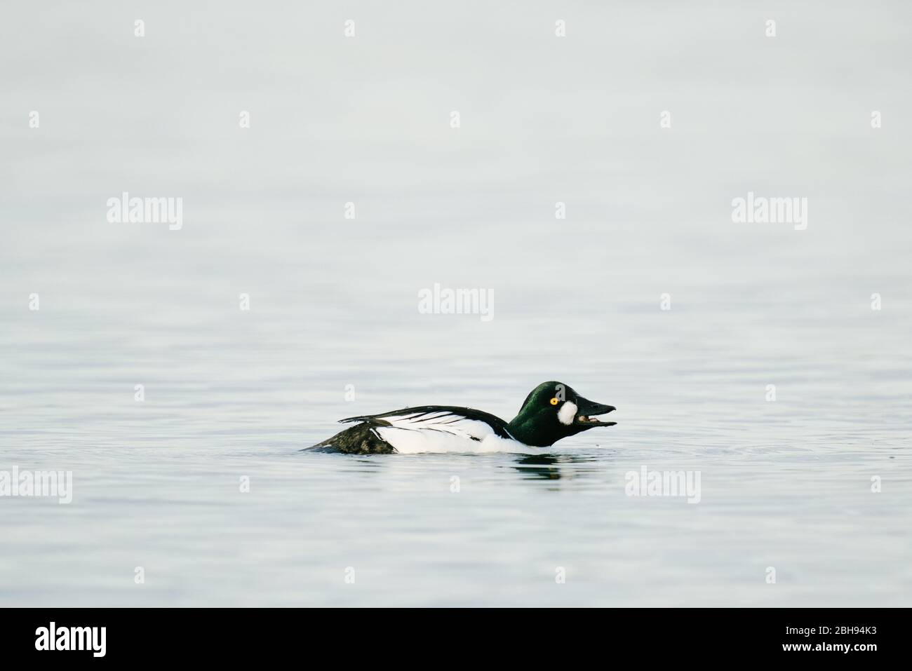 Seitenansicht eines gemeinsamen Goldeneye, das ein lustiges Gesicht macht Stockfoto