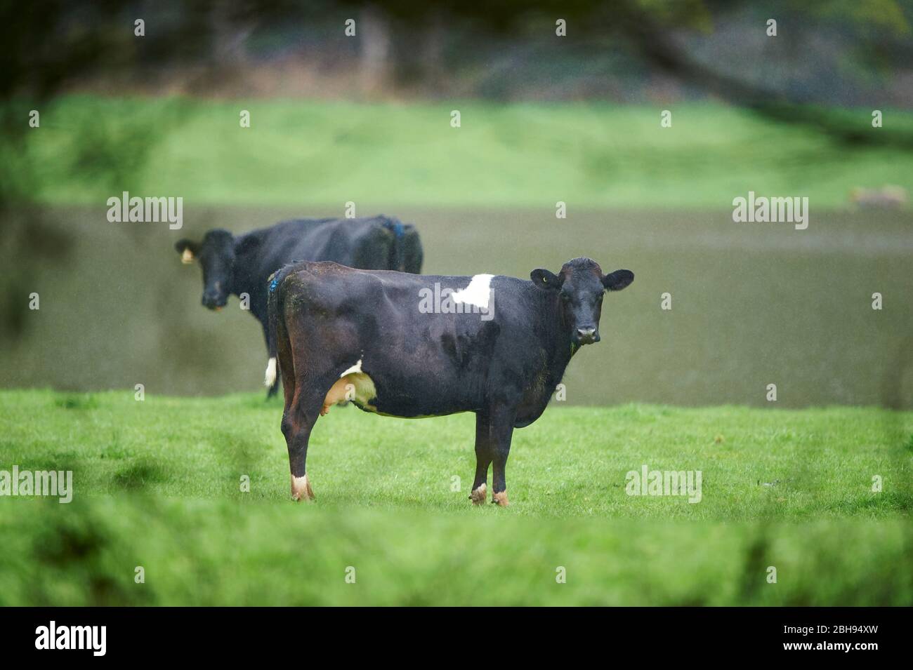 Hausrinder (Bos primigenius stier), Wiese, seitlich, stehend, Kamera anschauend Stockfoto