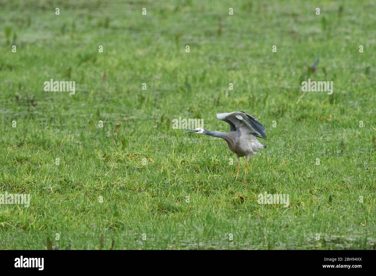 Weißgesichter Reiher (Egretta novaehollandiae), Wiese, seitlich, stehend, strecken Stockfoto