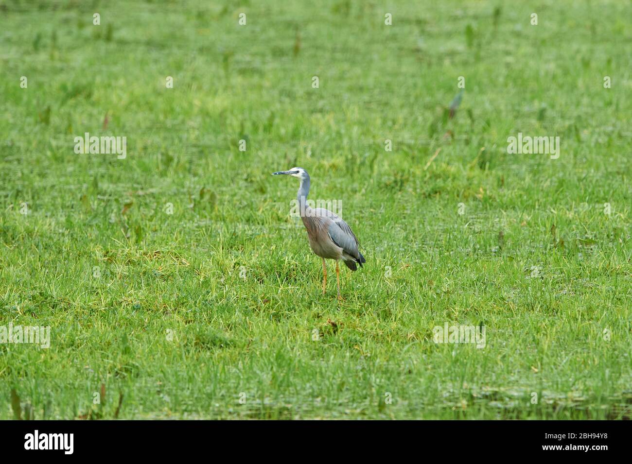Weißgesichter Reiher (Egretta novaehollandiae), Wiese, seitlich, stehend Stockfoto