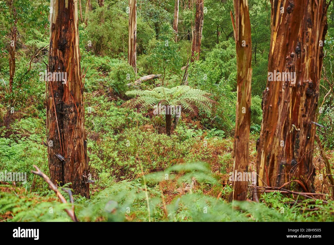 Australischer Baumfarn (Dicksonia antarktis), Landschaft, Wald, Great Otway National Park, Victoria, Australien, Ozeanien Stockfoto
