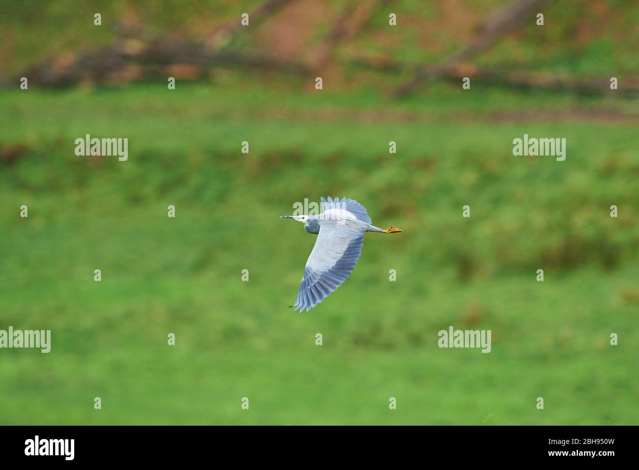 Weißgesichter Reiher (Egretta novaehollandiae), Wiese, seitlich, fliegend Stockfoto