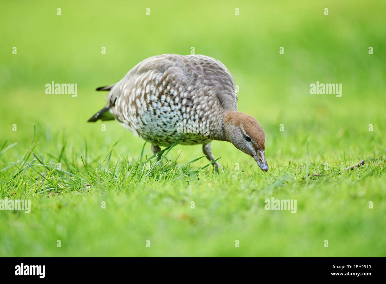 Mähnengans (Chenonetta jubata), weiblich, Wiese, seitlich, stehend, Gras fressend Stockfoto