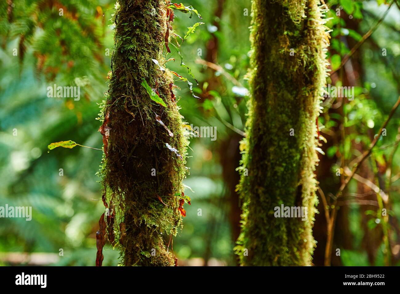 Regenwald, Great Otway National Park, Victoria, Australien, Ozeanien Stockfoto