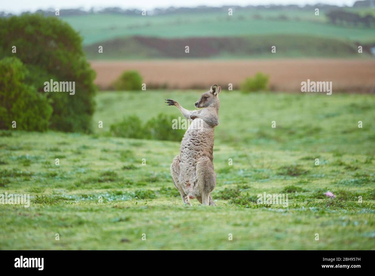 Ostgraues Kangaroo (Macropus giganteus), Wiese, seitlich, stehend Stockfoto
