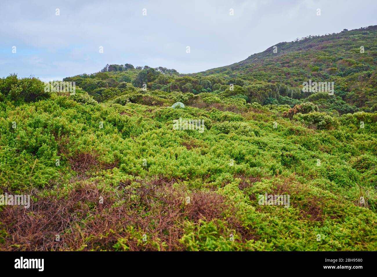 Landschaft, Regenwald, Great Otway National Park, Victoria, Australien, Ozeanien Stockfoto