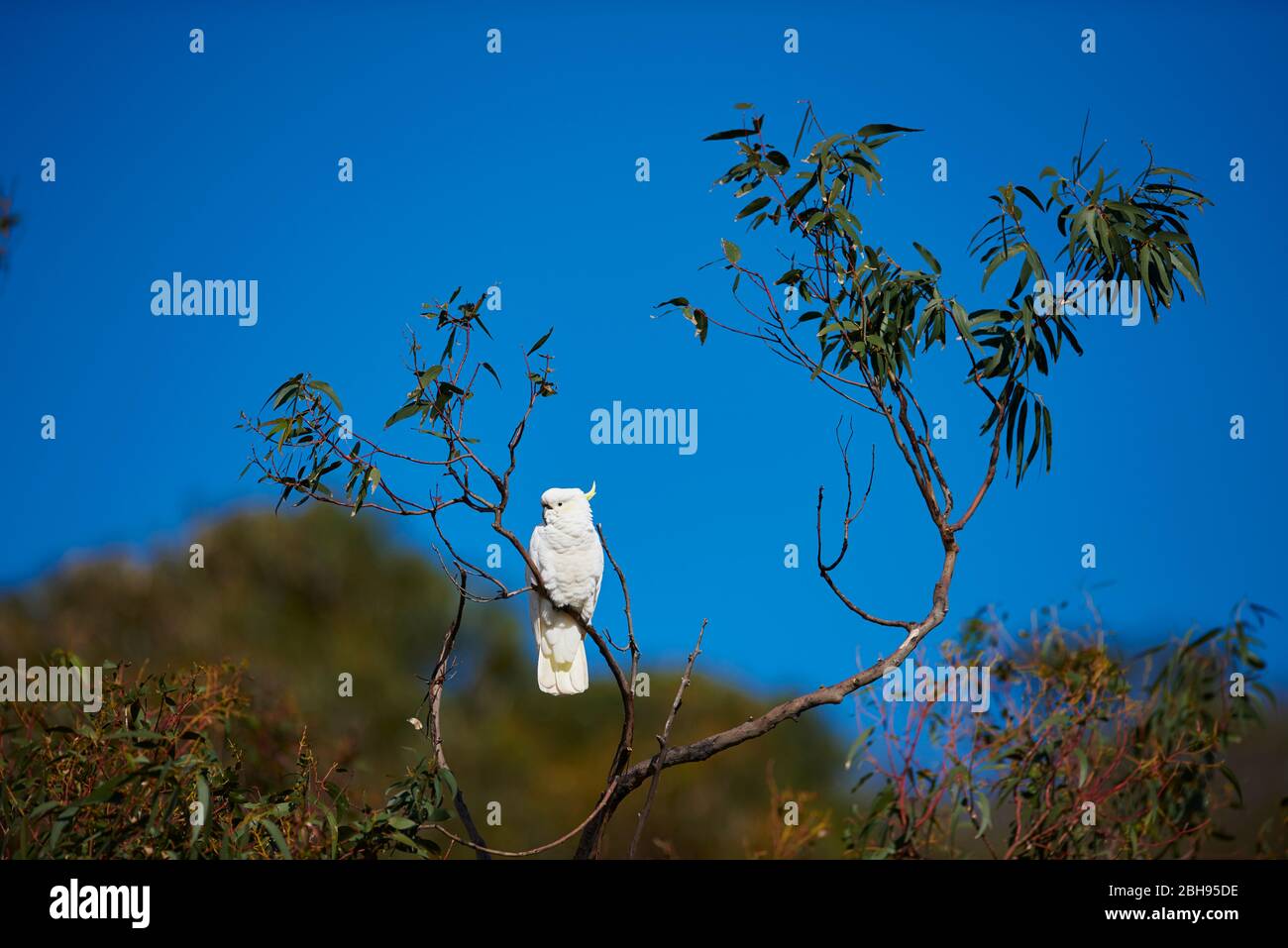 Schwefel-Haubencockatoo (Cacatua galerita), Ast, seitlich, sitzend Stockfoto