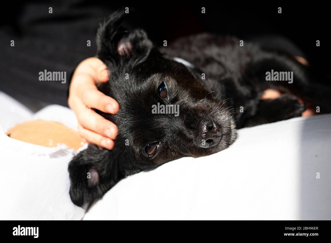 Schwarzer Hund, der sich im Bett sonnt. Stockfoto