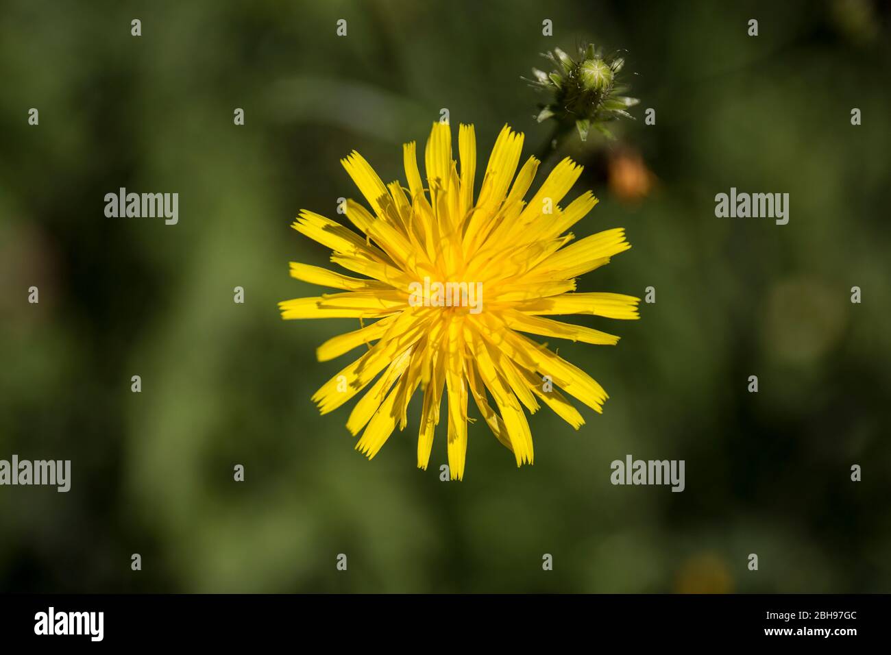 Wiese Pippau, Nahaufnahme, Crepis biennis Stockfoto
