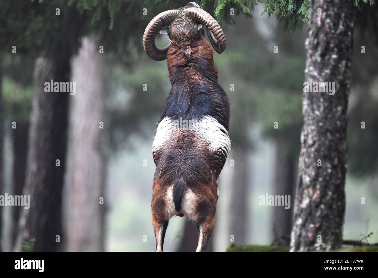 Europäischer Mufflon Stockfoto