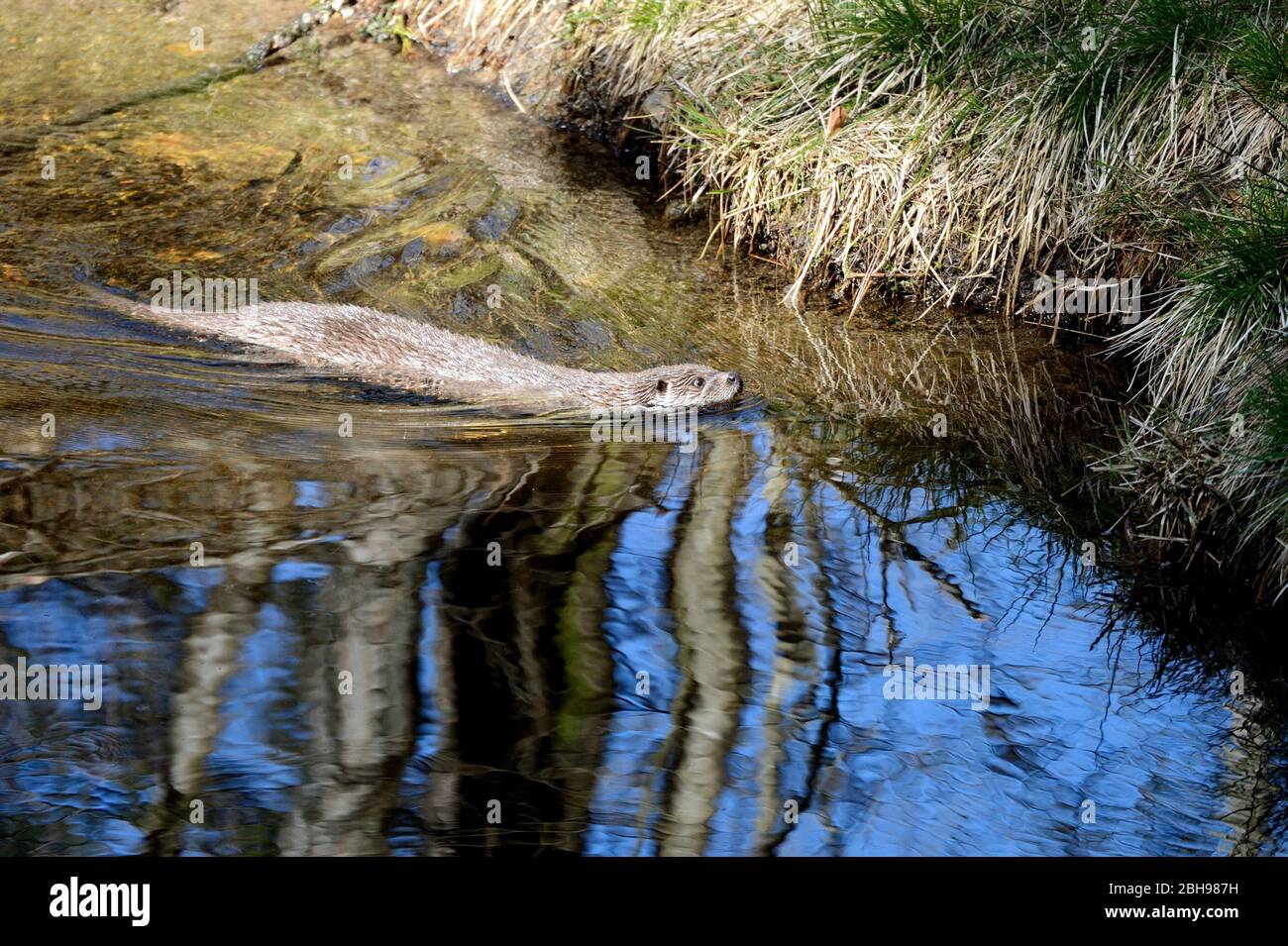 Fischotter im Wasser Stockfoto