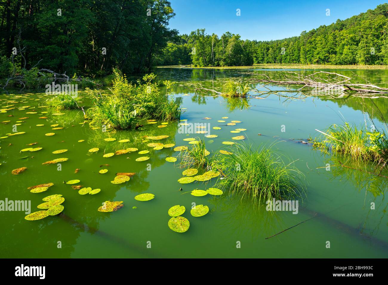 Natursee mit Seerosen, Langesee, auch Langersee oder langer See, Naturpark Schlaubetal, Brandenburg, Deutschland Stockfoto