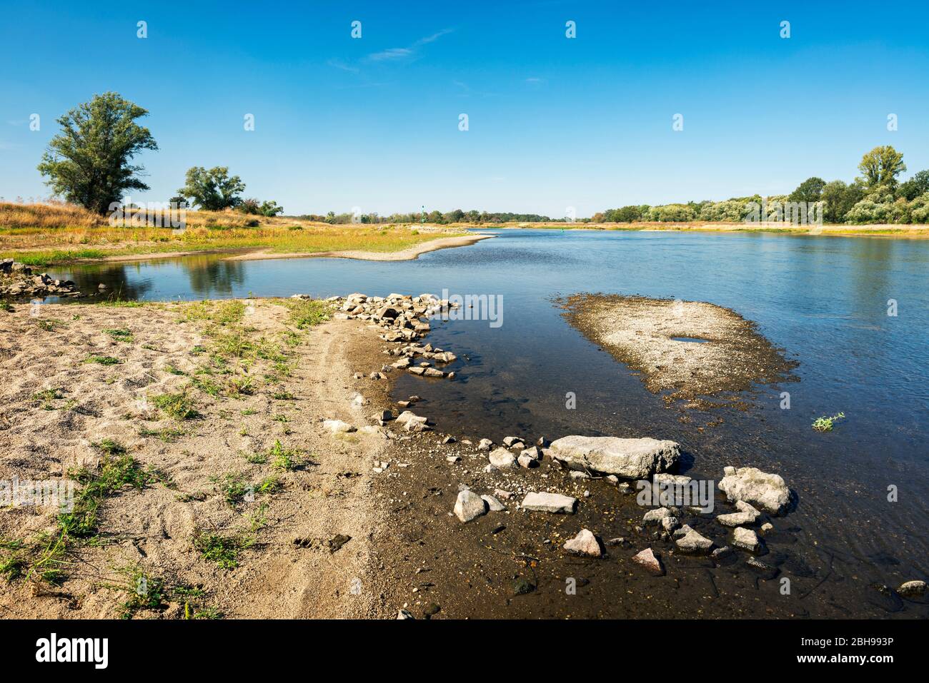 Natürliche Flusslandschaft mit Kiesbänken, UNESCO Biosphärenreservat Flusslandschaft Elbe, Teilgebiet Mittelelbe, bei Dessau, Sachsen-Anhalt, Deutschland Stockfoto
