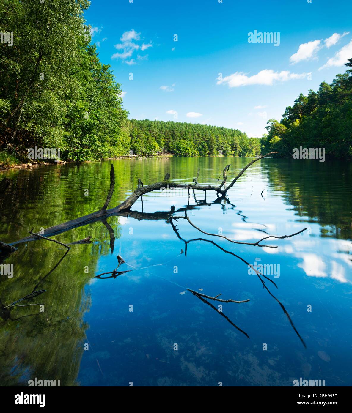 Baumstamm liegt im Wasser, Schrevenzsee, Naturpark Schlaubetal, Brandenburg, Deutschland Stockfoto