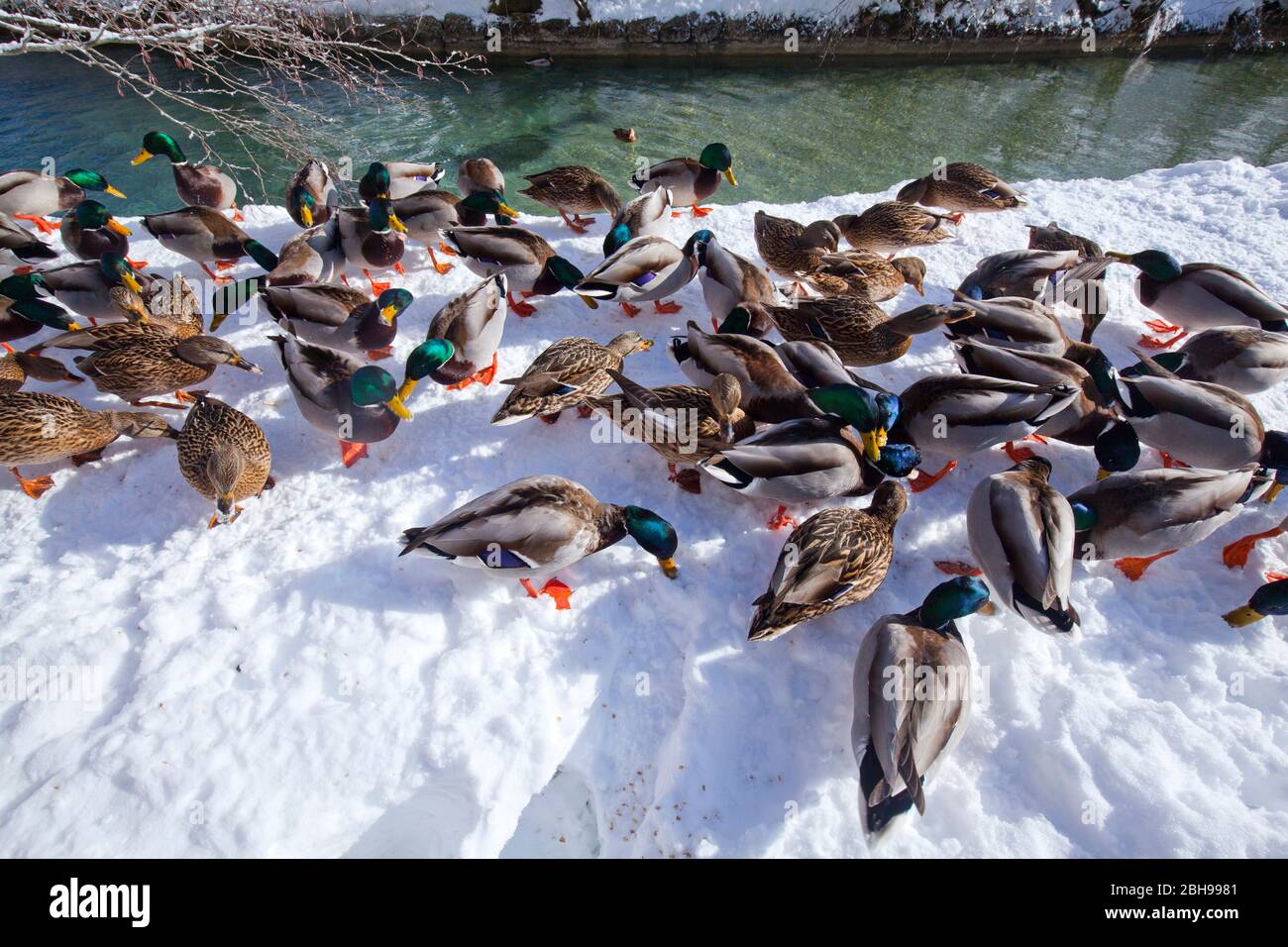 Enten im Schnee am Bach Stockfoto