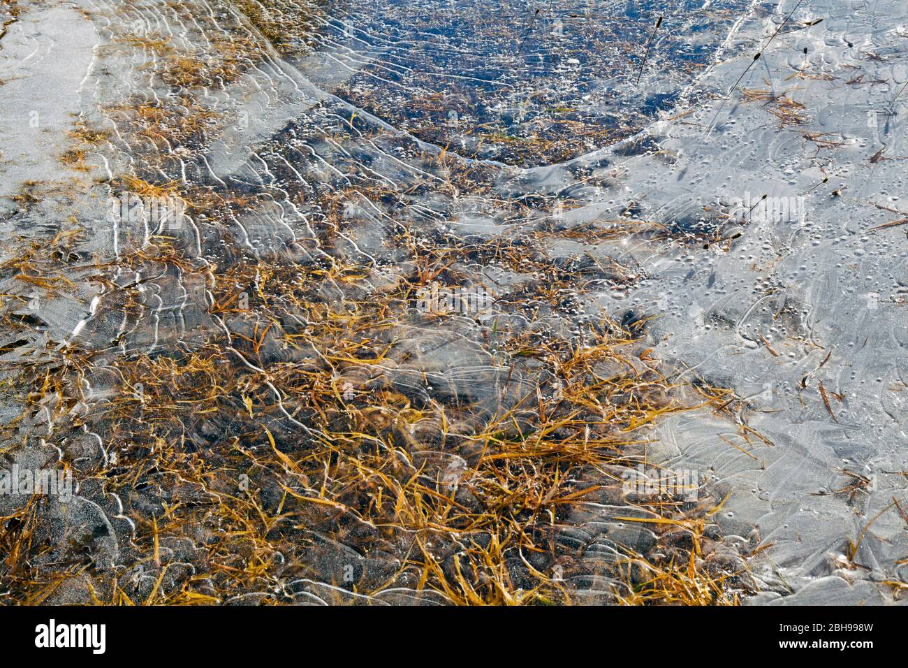 Dünne Eisdecke über Gras Stockfoto