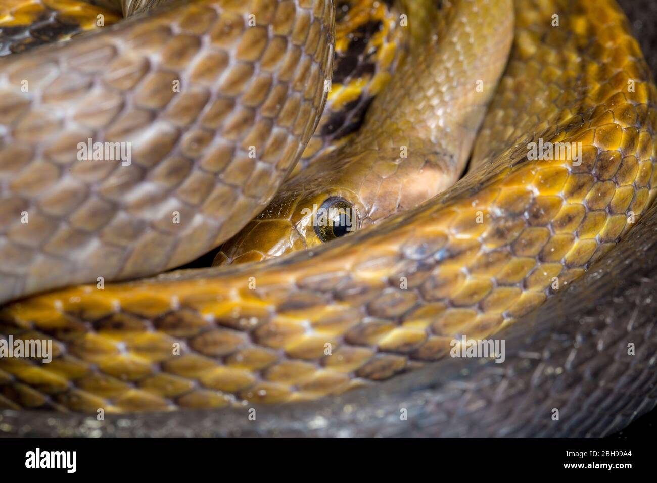 Coelognathus flavolineatus, die schwarze kupferne Rattennatter oder gelb gestreifte Schlange, isoliert auf schwarzem Hintergrund Stockfoto
