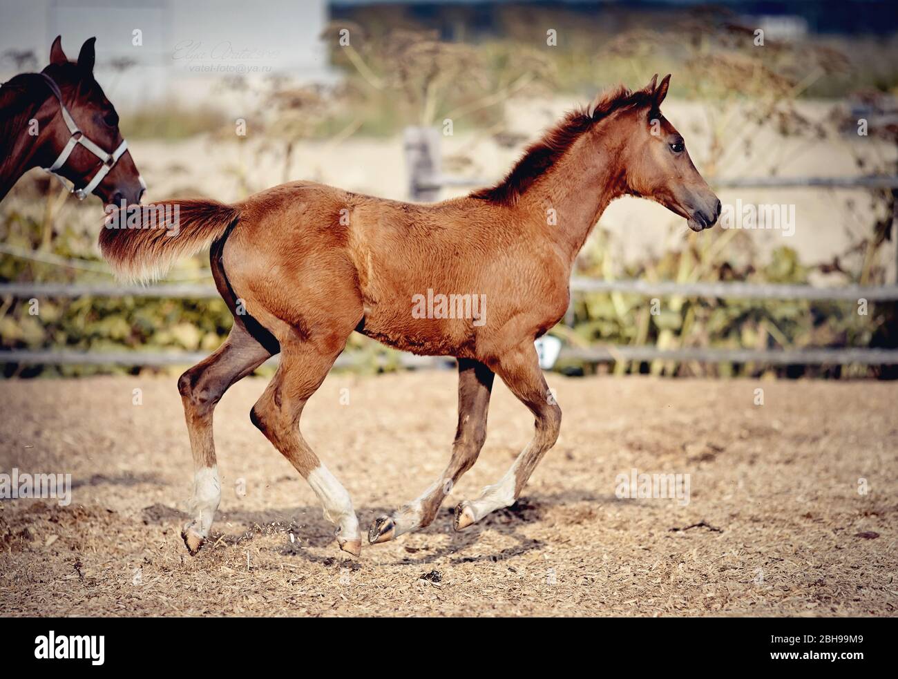 Rotes Fohlen mit einer Stute, die im Galopp im Fahrerlager läuft.kleines Pferd. Stockfoto