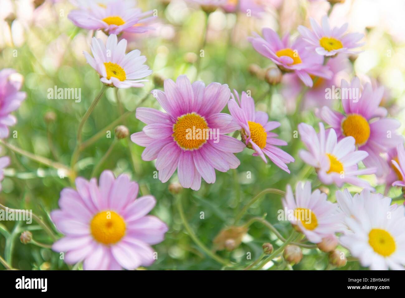 Gänseblümchen, Leucanthemum, Gänseblümchen Familie, bunt, Garten Stockfoto