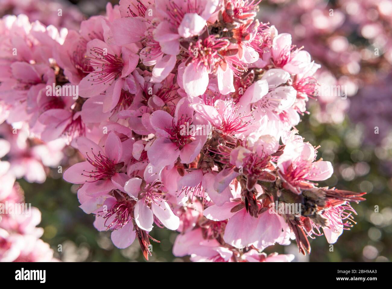 Pfirsichblüten, Prunus persica, Familie Rosaceae, Obstgarten Stockfoto