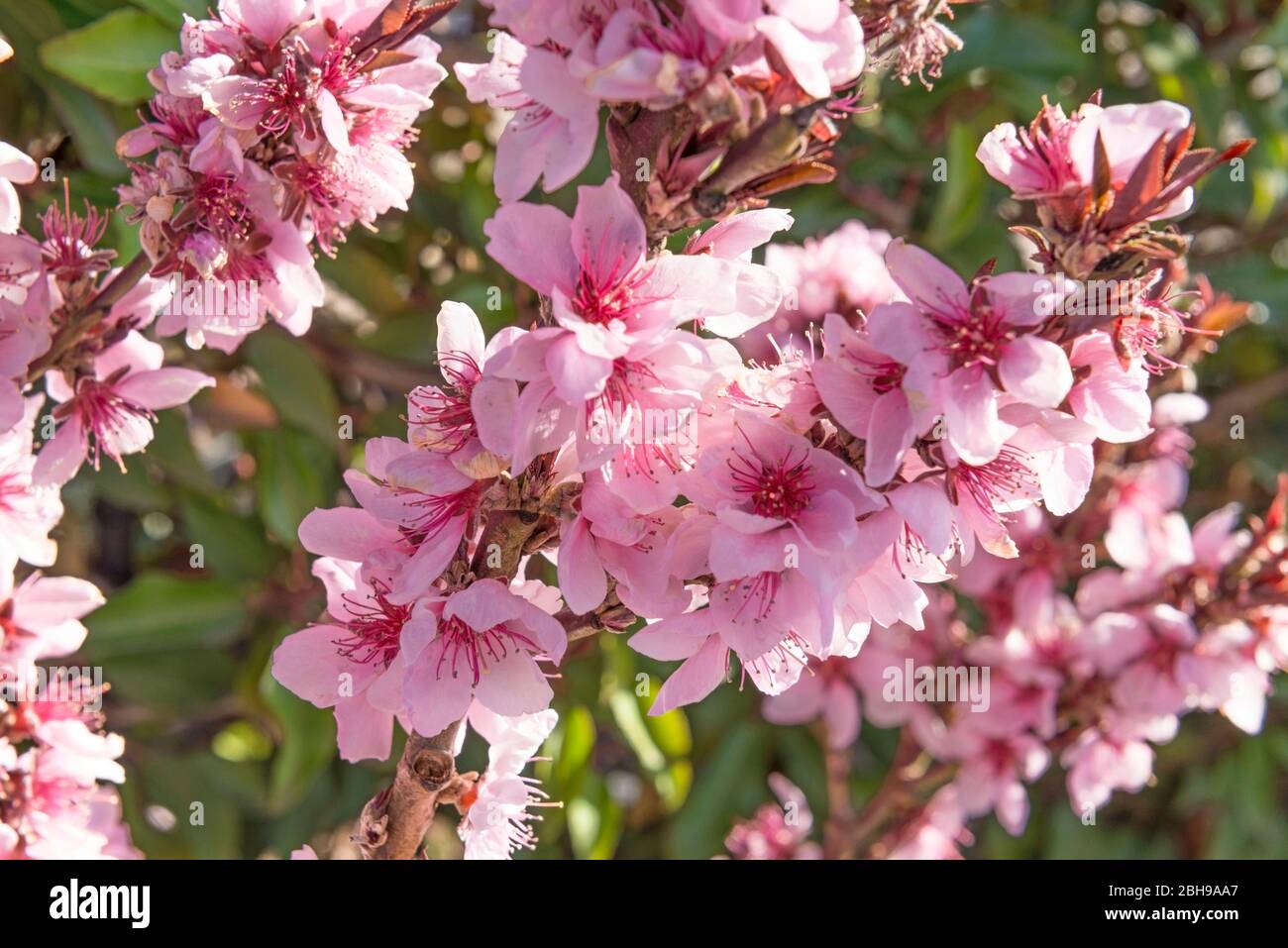 Pfirsichblüten, Prunus persica, Familie Rosaceae, Obstgarten Stockfoto