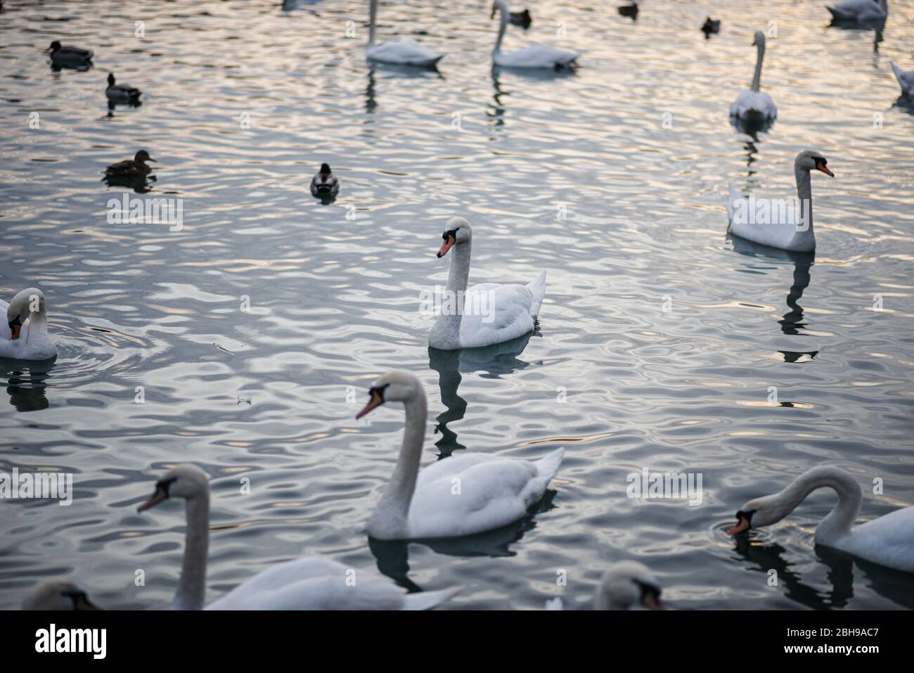 Viele schöne anmutige weiße Schwäne und gewöhnliche Enten, die auf dem Wasser schwimmen. Stockfoto