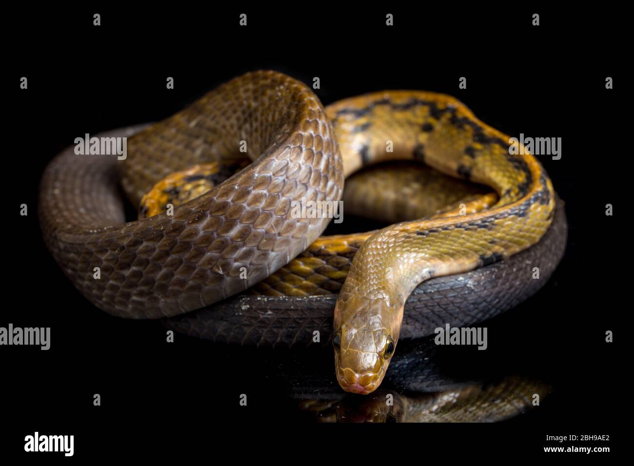 Coelognathus flavolineatus, die schwarze kupferne Rattennatter oder gelb gestreifte Schlange, isoliert auf schwarzem Hintergrund Stockfoto