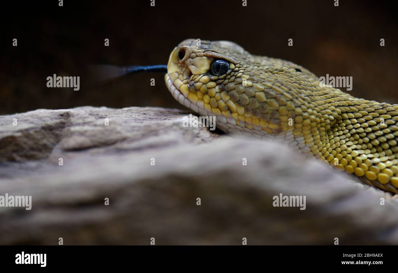 Giftige Basilisk Klapperschlange (Crotalus basiliscus), auf Felsen, entzünden, gefangen, Vorkommen Mexiko Stockfoto