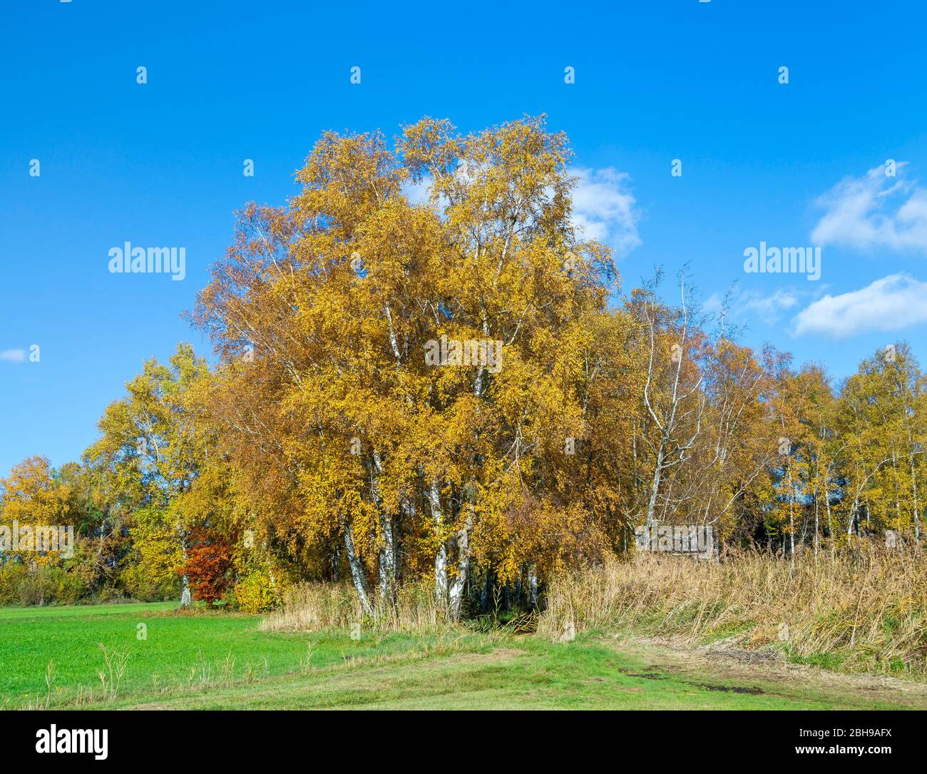 Deutschland, Baden-Württemberg, Illmensee, Birken mit gelbem Herbstlaub am Illmensee, Betula, Birkenfamilie, Betulaceae. Stockfoto