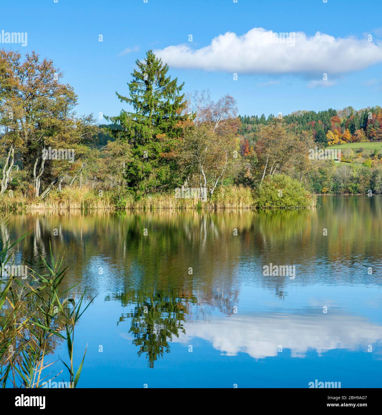 Deutschland, Baden-Württemberg, Illmensee, Norwegen Fichte, Fichte, Rottanne oder Rottanne auf Illmensee, Picea abies, Pinaceae. Der Illmensee liegt im FFH-Gebiet 8122-342 'Pfrunger Ried und Seen am Illmensee'. Im Naturschutzgebiet liegt das Gletscherseengebiet mit dem Illmensee, dem Ruschweiler See und dem Volzer See. Stockfoto