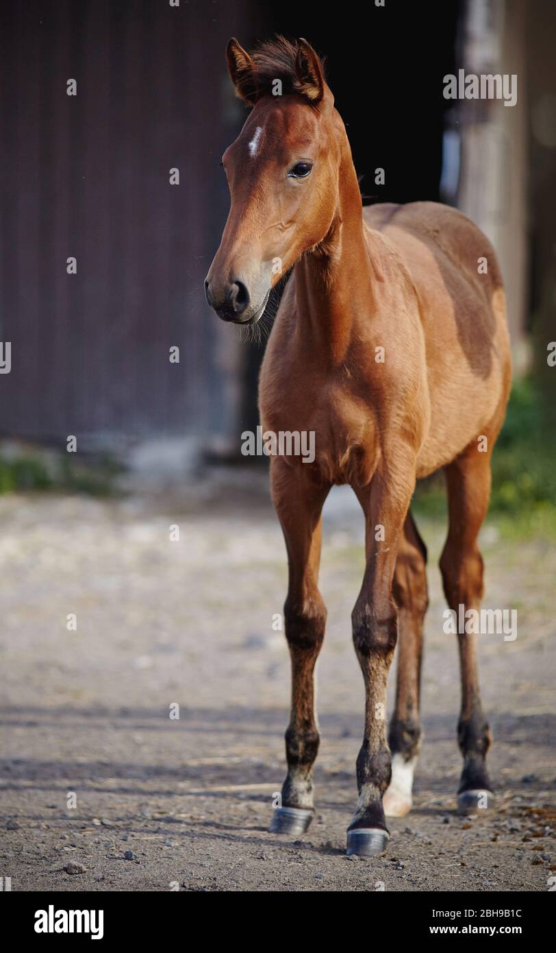 Rote Fohlen Sportart Rasse mit einem Sternchen auf der Stirn gegen den Eingang zum Stall. Kleines Pferd. Stockfoto