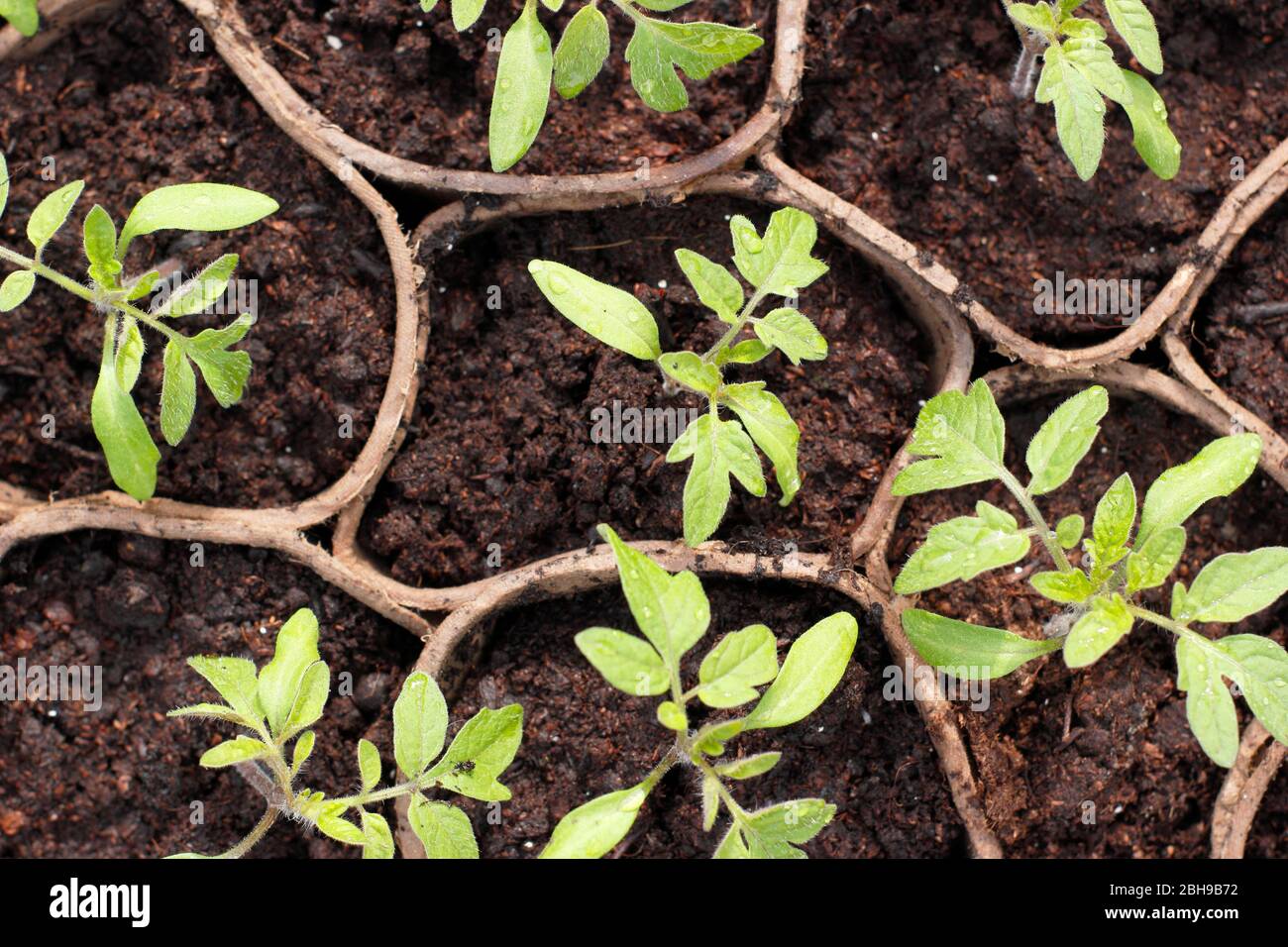 Solanum lycopersicum 'Goldener Sonnenaufgang'. Tomatensämlinge in biologisch abbaubaren Töpfen im Frühjahr. GROSSBRITANNIEN Stockfoto