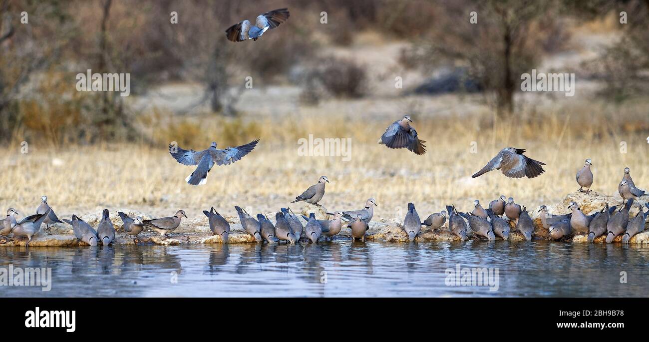 Ringtaube (Streptopelia capicola) oder Kapschildkrötentaube bei Sonnenaufgang, Kgalagadi Transfrontier Park, Südafrika Stockfoto