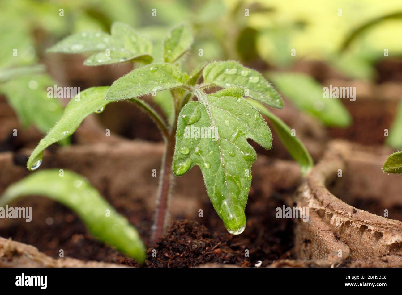 Solanum lycopersicum 'Goldener Sonnenaufgang'. Frisch gewässerte Tomatensämlinge in biologisch abbaubaren Töpfen im Frühjahr. GROSSBRITANNIEN Stockfoto