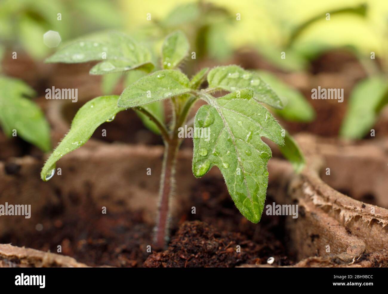 Solanum lycopersicum 'Goldener Sonnenaufgang'. Frisch gewässerte Tomatensämlinge in biologisch abbaubaren Töpfen im Frühjahr. GROSSBRITANNIEN Stockfoto