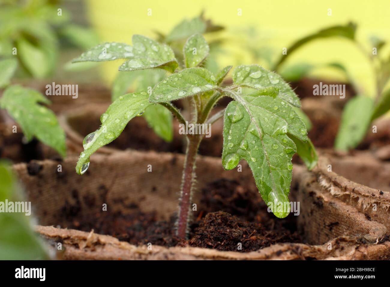 Solanum lycopersicum 'Goldener Sonnenaufgang'. Frisch gewässerte Tomatensämlinge in biologisch abbaubaren Töpfen im Frühjahr. GROSSBRITANNIEN Stockfoto
