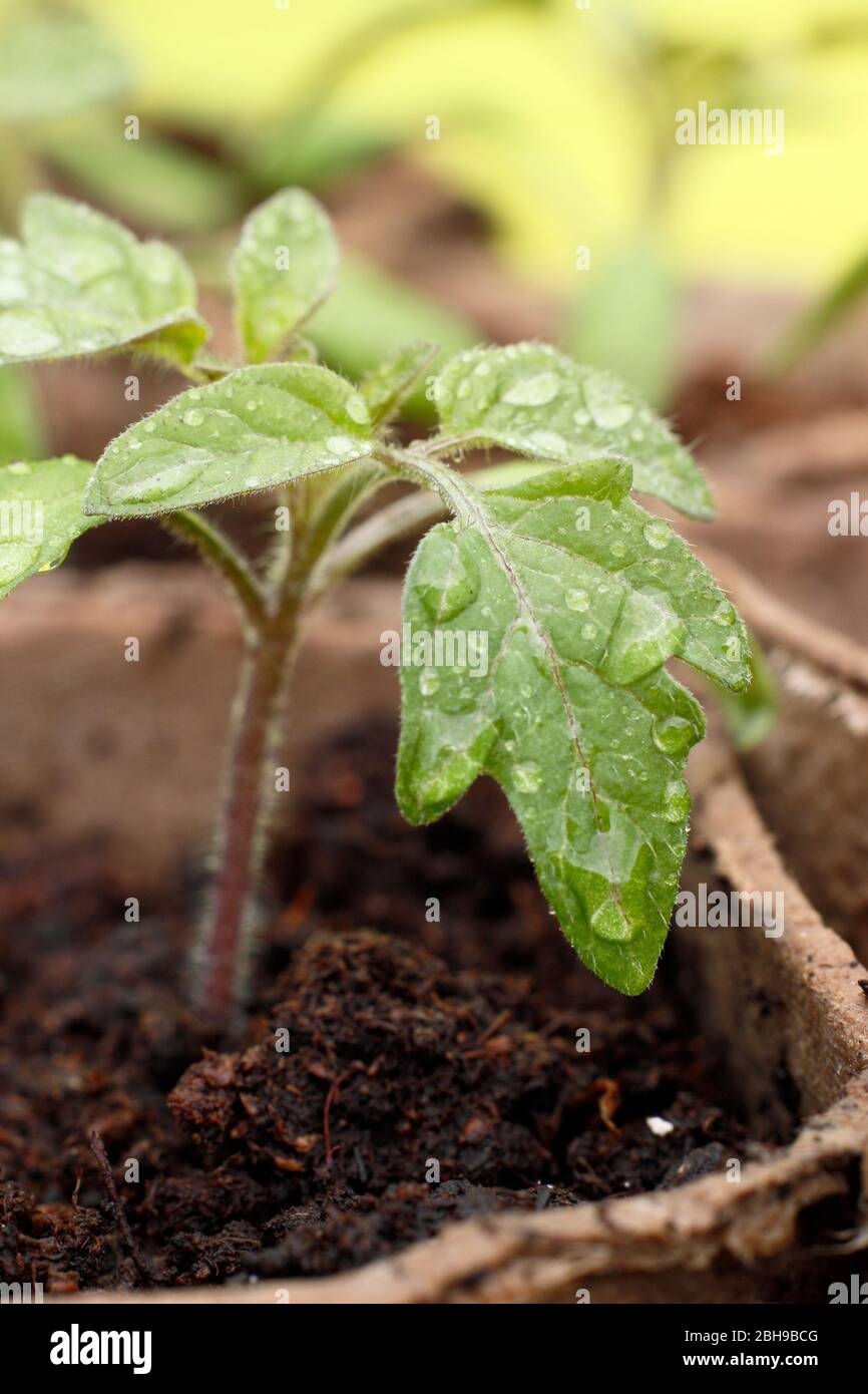 Solanum lycopersicum 'Goldener Sonnenaufgang'. Frisch gewässerte Tomatensämlinge in biologisch abbaubaren Töpfen im Frühjahr. GROSSBRITANNIEN Stockfoto