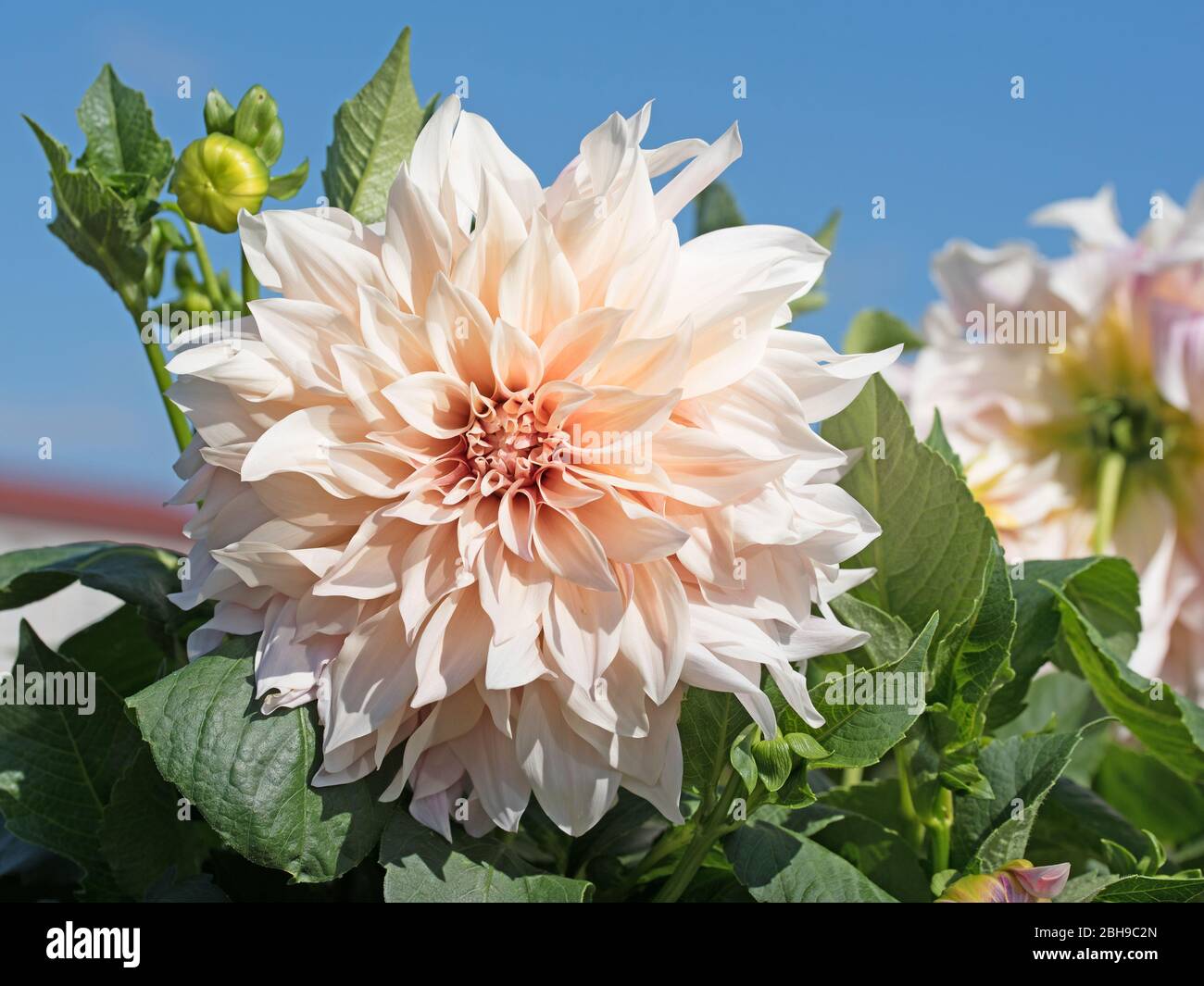 Blühende dahlien im garten Stockfoto